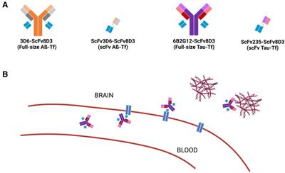 Development of brain-penetrable antibody radioligands for in vivo PET imaging of amyloid-β and tau